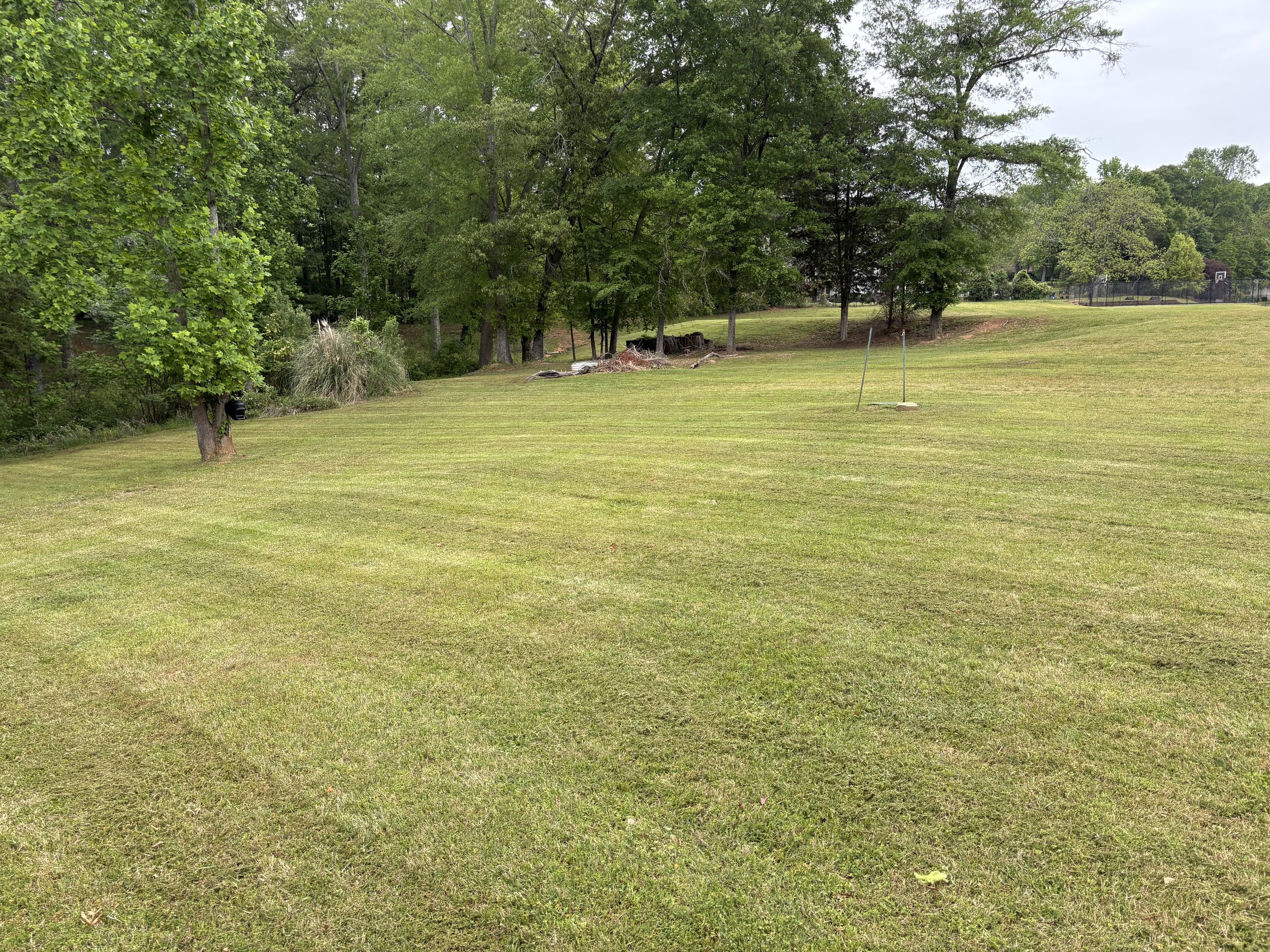Lawn care specialist evaluating grass health