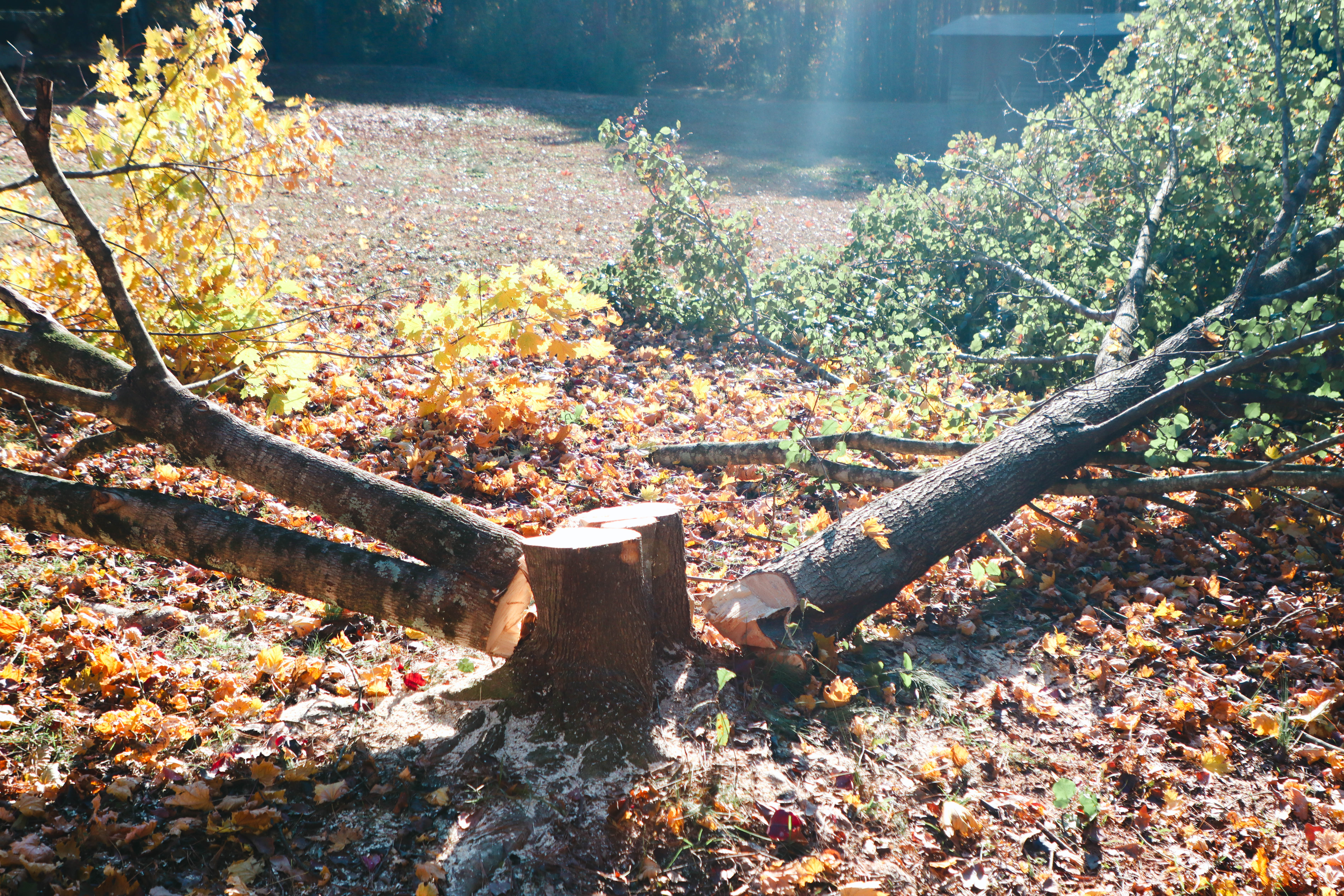 Professional tree service service in Ellenwood, GA
