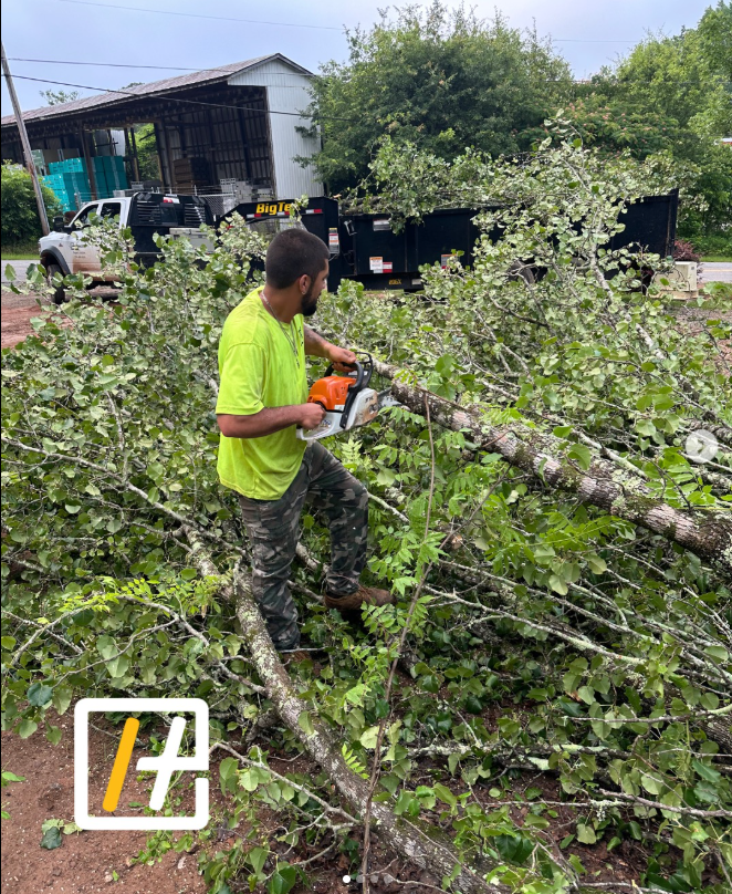 Professional tree service in action